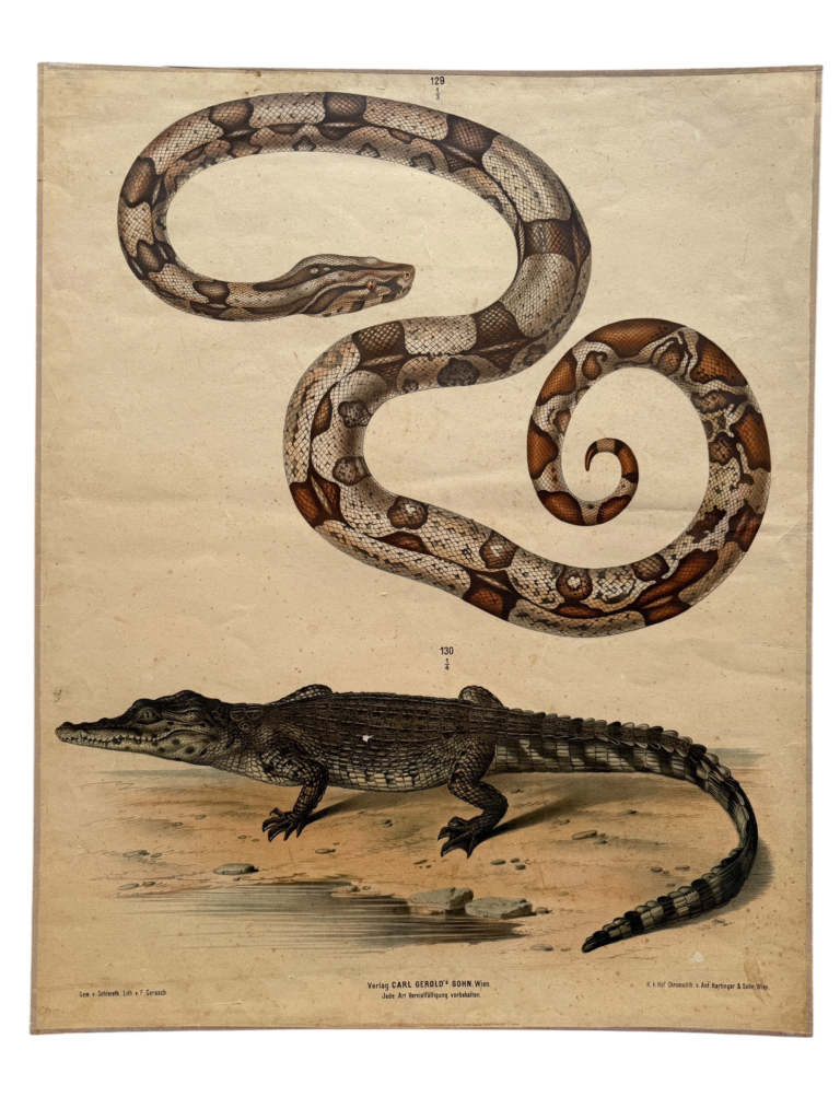 Hochformat-Lithographie Boa constrictor und Krokodil, Plates 129 und 130, Verlag Carl Gerold's Sohn Wien