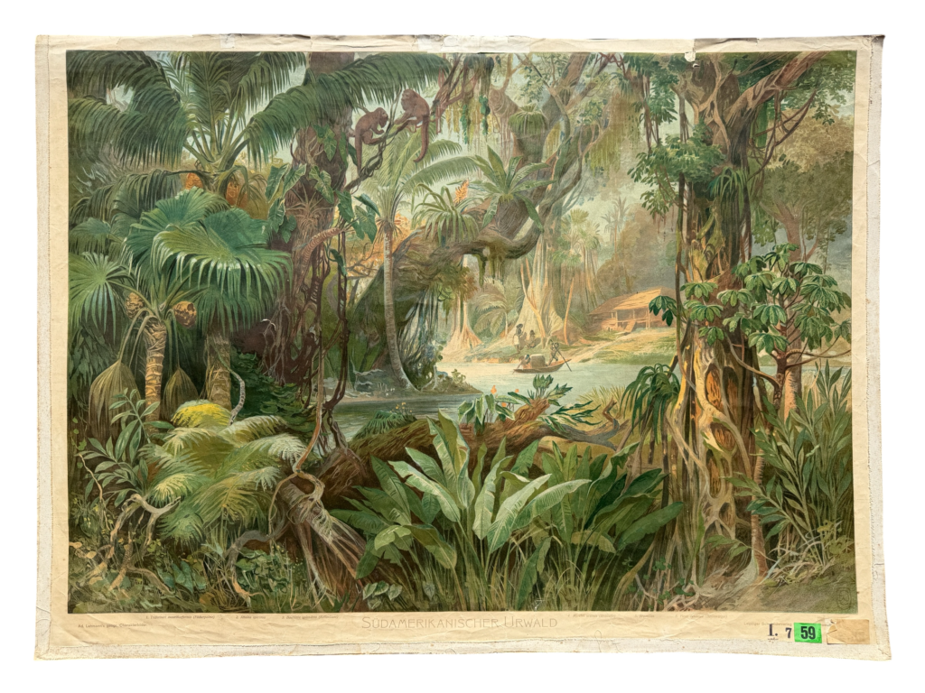 Lehrtafel Südamerikanischer Urwald, tropischer Regenwald mit Fächerpalmen Lianen, Reihe Ad. Lehmann's geographische Charakterbilder, Leipziger Schulbilderverlag F.E. Wachsmuth