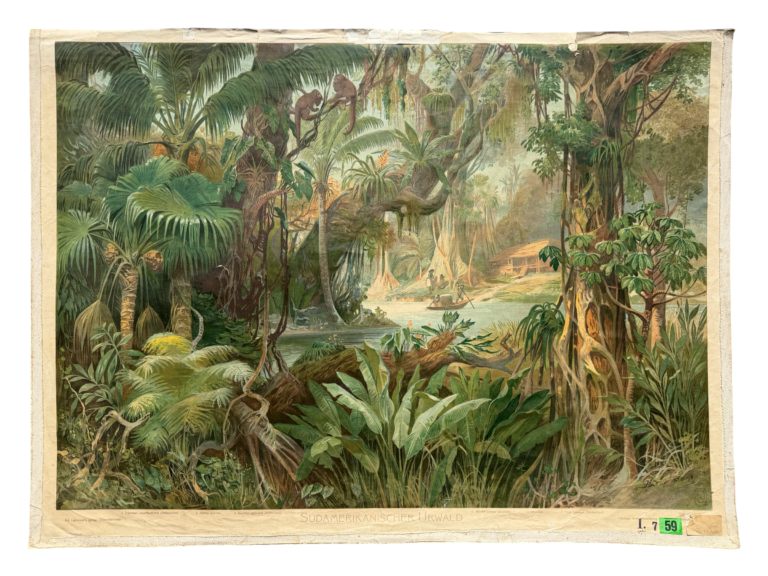 Lehrtafel Südamerikanischer Urwald, tropischer Regenwald mit Fächerpalmen Lianen, Reihe Ad. Lehmann's geographische Charakterbilder, Leipziger Schulbilderverlag F.E. Wachsmuth