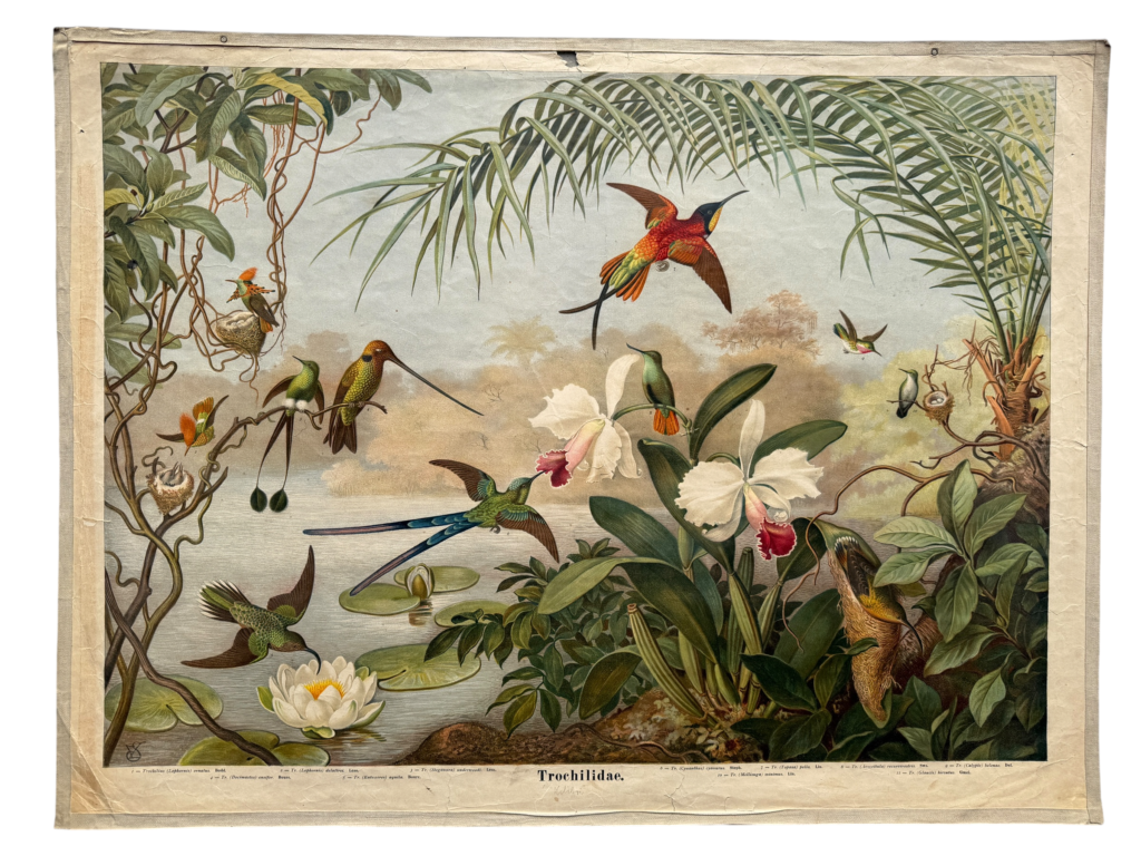 Lehrtafel Trochilidae Kolibris, tropische Szene mit verschiedenen Kolibri-Arten, Orchideen, Seerosen und Lianen, Verlag unbekannt