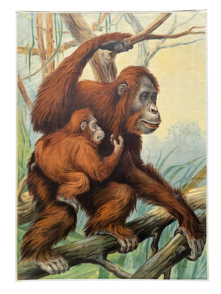 Lehrtafel Orang-Utan-Mutter mit Baby auf Astgabel im Tropenwald, Hochformat, Künstlersignatur A.W., Verlag unbekannt