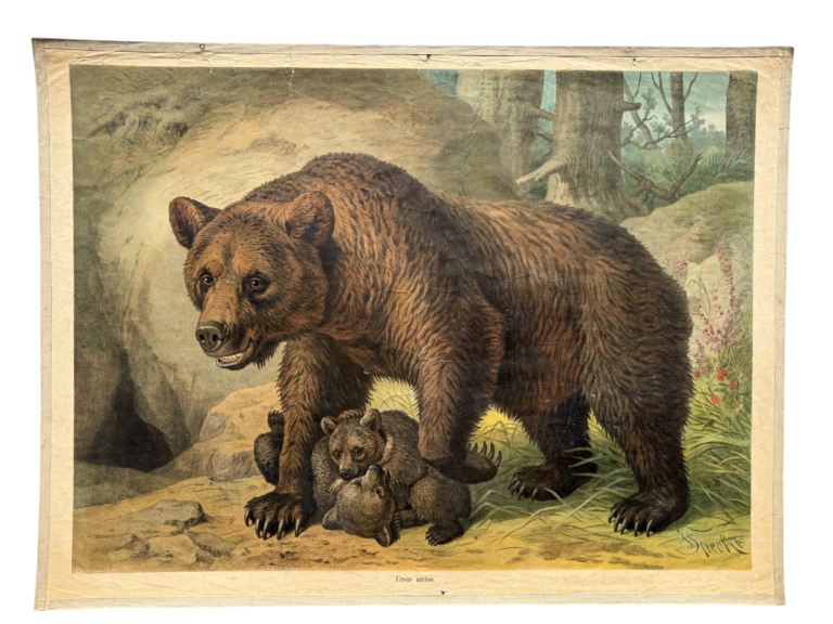 Lehrtafel brauner Bär Ursus arctos, Bärin mit Bärchen am Höhleneingang, Verlag unbekannt