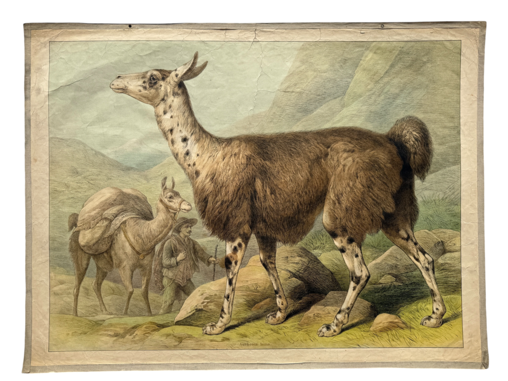 Lehrtafel andines Lama im Profil, Treiber mit Lasten-Lama im Hintergrund, Bergpanorama, Verlag unbekannt
