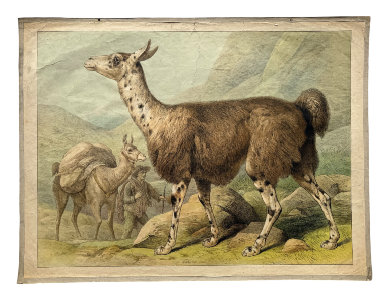 Lehrtafel andines Lama im Profil, Treiber mit Lasten-Lama im Hintergrund, Bergpanorama, Verlag unbekannt