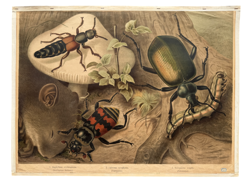 Lehrtafel Käfer mit Staphylinus Kurzflügler, Calosoma sycophanta Puppenräuber und Carabus Laufkäfer in natürlicher Umgebung, Verlag unbekannt