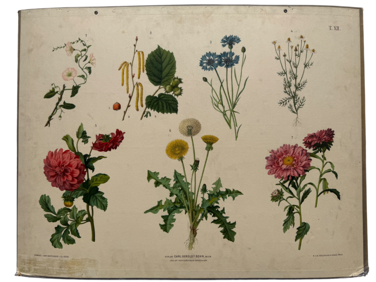 Hartinger Bl. 12: Apfel, Hasel, Kornblume, Kamille, Dahlie, Löwenzahn, Aster, Lehrtafel Carl Geroldssohn Wien