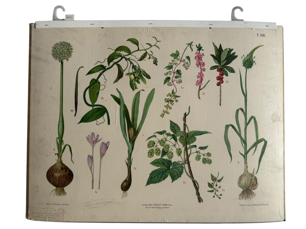 Hartinger Bl. 13: Lauch, Krokus, Hopfen, Mais, Beeren, Lehrtafel Carl Geroldssohn Wien
