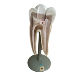 Anatomisches Lehrmodell eines Backenzahns (Molar), Längsschnitt, Deutsches Hygiene-Museum Dresden