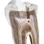 Anatomisches Lehrmodell eines Backenzahns (Molar), Detailansicht der Pulpahöhle, Deutsches Hygiene-Museum Dresden