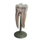 Anatomisches Lehrmodell eines Backenzahns (Molar), Seitenansicht, Deutsches Hygiene-Museum Dresden