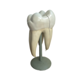 Anatomisches Lehrmodell eines Backenzahns (Molar), Aufsicht auf die Kaufläche, Deutsches Hygiene-Museum Dresden