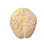 Anatomisches Lehrmodell eines menschlichen Gehirns, Aufsicht
