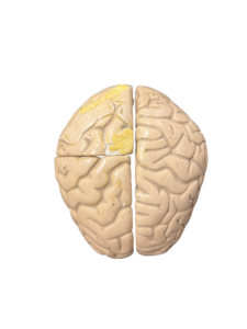 Anatomisches Lehrmodell eines menschlichen Gehirns, Aufsicht