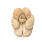 Anatomisches Lehrmodell eines menschlichen Gehirns, Ansicht von unten mit Hirnstamm und Kleinhirn