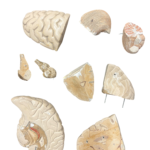 Anatomisches Lehrmodell eines menschlichen Gehirns, demontiert mit allen Einzelteilen