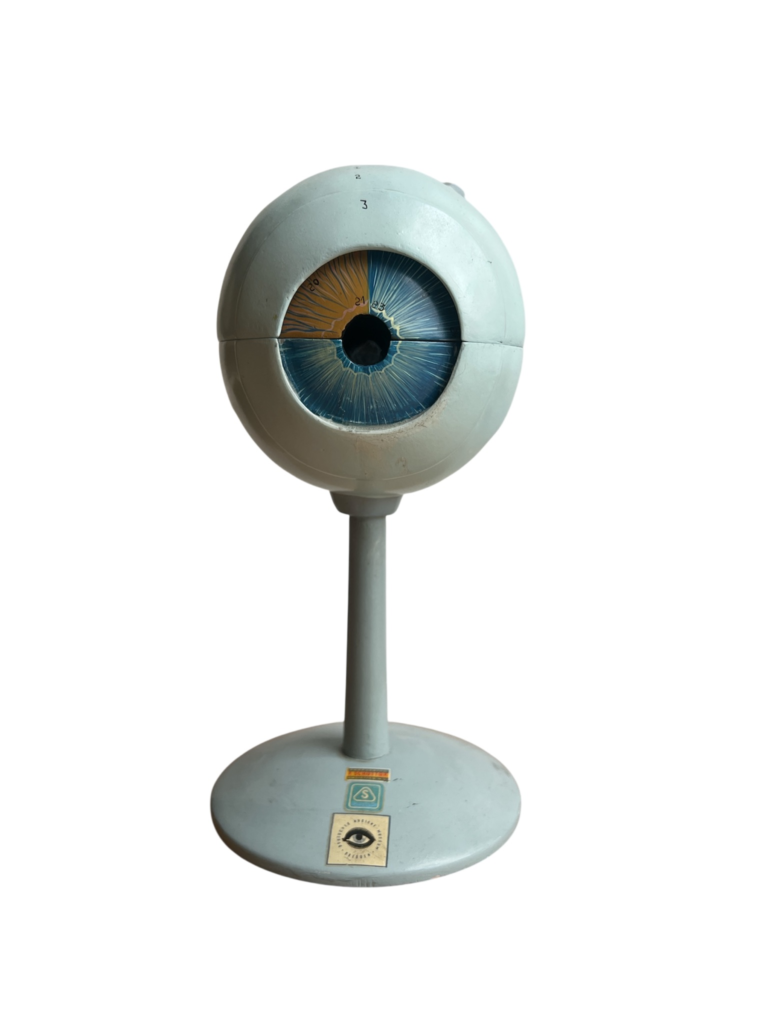 Anatomisches Lehrmodell des menschlichen Auges, Frontansicht mit halb hellbrauner und halb blauer Iris